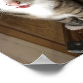 Kat Poster (Hoek)