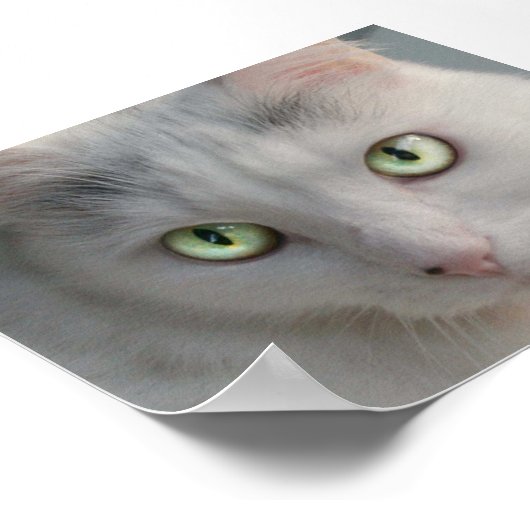 Kat Poster (Hoek)