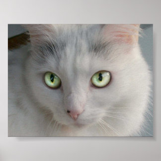 Kat Poster