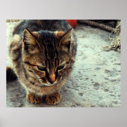 Kat Poster (Voorkant)