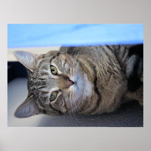 Kat Poster (Voorkant)