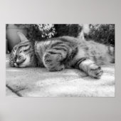 kat poster (Voorkant)