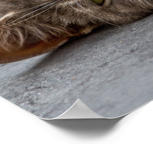 Kat Poster/Afdruk Poster (Hoek)