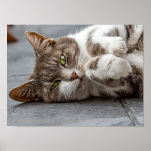 Kat Poster/Afdruk Poster