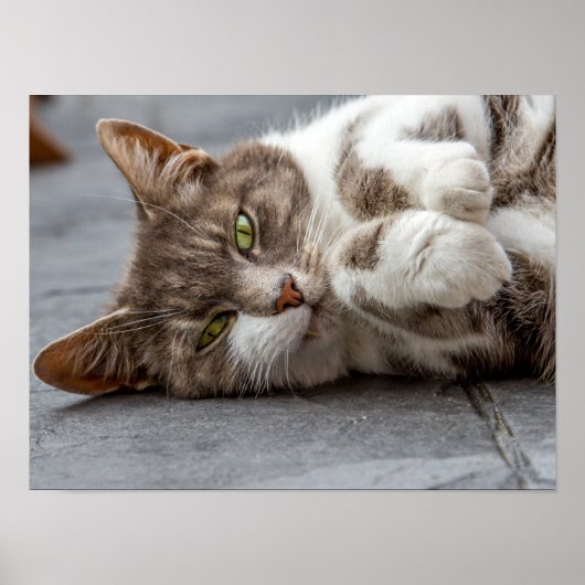 Kat Poster/Afdruk Poster (Voorkant)
