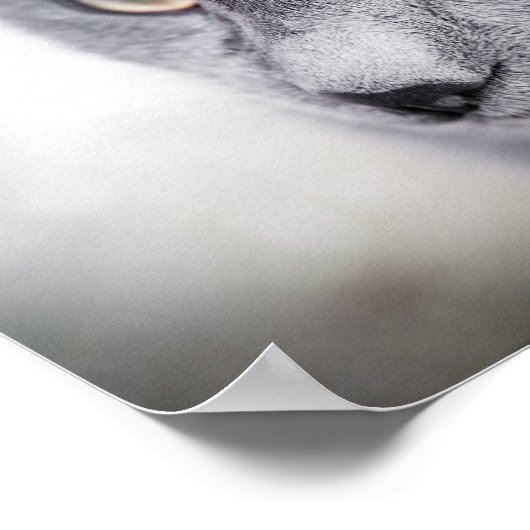 Kat-poster Poster (Hoek)