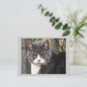 Kat-postkaart Briefkaart (Staand voorkant)