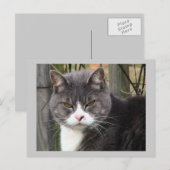 Kat-postkaart Briefkaart (Voorkant / Achterkant)