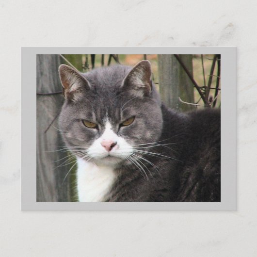 Kat-postkaart Briefkaart (Voorkant)