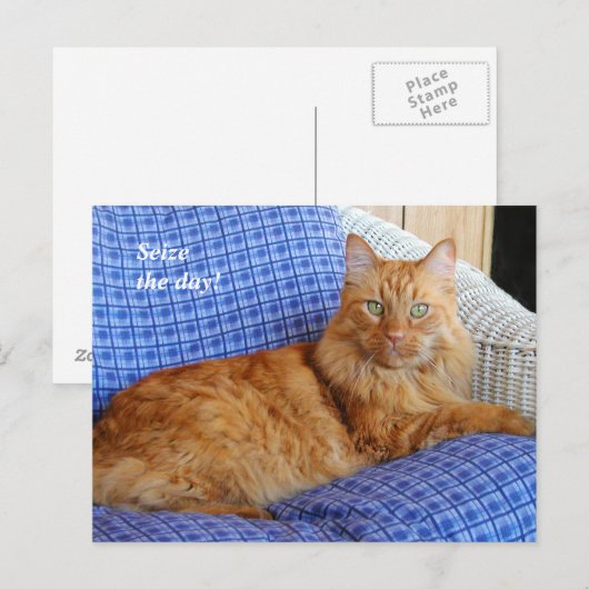 Kat-postkaart testen briefkaart (Voorkant / Achterkant)