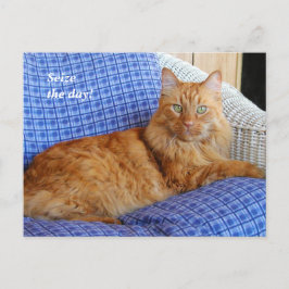 Kat-postkaart testen briefkaart