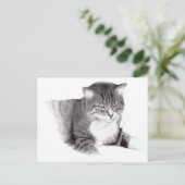 Kat: potloodtekening: Oorspronkelijke illustratie Briefkaart (Staand voorkant)