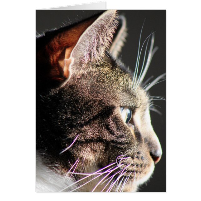Kat, profiel (Voorkant)