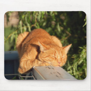 Kat, rode kat, huisdier muismat