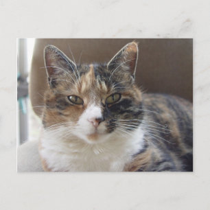 Kat "Rode" portret Briefkaart