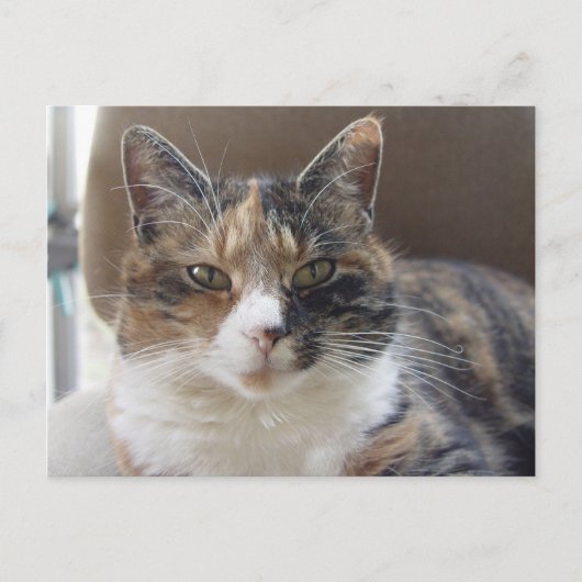 Kat "Rode" portret Briefkaart (Voorkant)