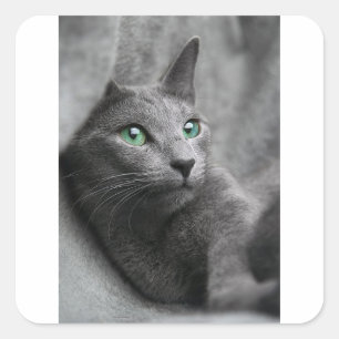 Kat Russisch Blauw Kijk Oogkleurig Pet Vierkante Sticker