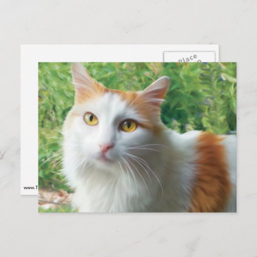 Kat - Samson the Long Hazard White and Tan cat Briefkaart (Voorkant / Achterkant)