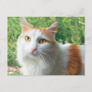 Kat - Samson the Long Hazard White and Tan cat Briefkaart