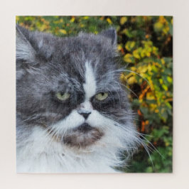 kat, schattig, huisdier, grijs, behaard, gedomesti legpuzzel