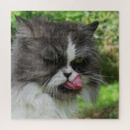 kat, schattig, huisdier, grijs, behaard, gedomesti legpuzzel