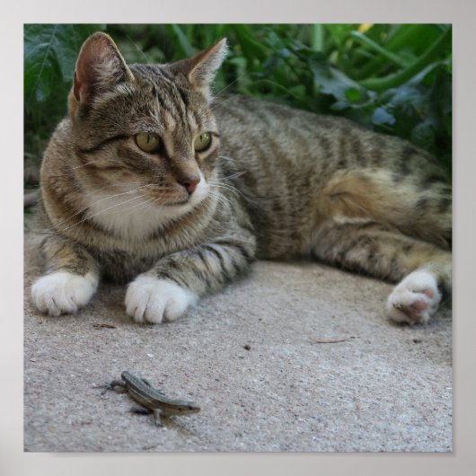 Kat, schattig, huisdier, vieze... poster (Voorkant)