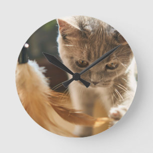 Kat, Schattige, klein Ronde Klok