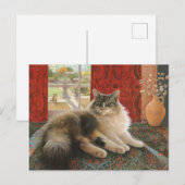 KAT-SCHIJNEN BRIEFKAART (Voorkant / Achterkant)