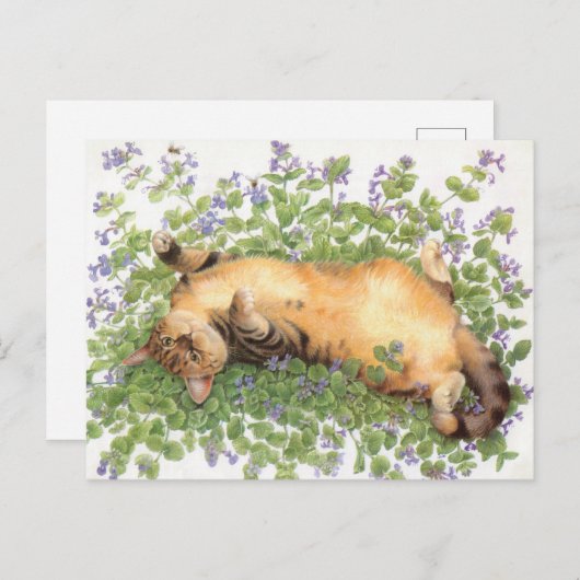 KAT-SCHIJNEN  BRIEFKAART (Voorkant / Achterkant)