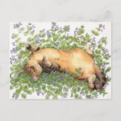 KAT-SCHIJNEN  BRIEFKAART (Voorkant)