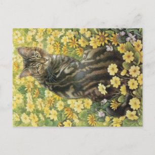 KAT-SCHIJNEN  BRIEFKAART