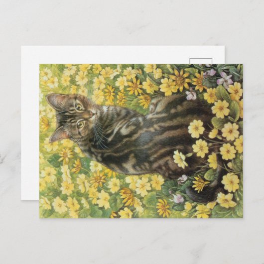 KAT-SCHIJNEN  BRIEFKAART (Voorkant / Achterkant)