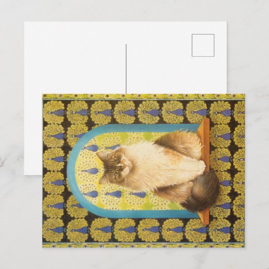 KAT-SCHIJNEN BRIEFKAART (Voorkant / Achterkant)