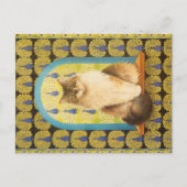 KAT-SCHIJNEN BRIEFKAART (Voorkant)