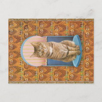 KAT-SCHIJNEN  BRIEFKAART