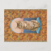 KAT-SCHIJNEN  BRIEFKAART (Voorkant)