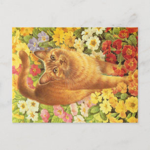 KAT-SCHIJNEN  BRIEFKAART