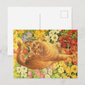 KAT-SCHIJNEN BRIEFKAART (Voorkant / Achterkant)