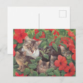 KAT-SCHIJNEN  BRIEFKAART (Voorkant / Achterkant)