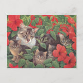 KAT-SCHIJNEN  BRIEFKAART (Voorkant)