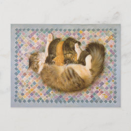 KAT-SCHIJNEN  BRIEFKAART