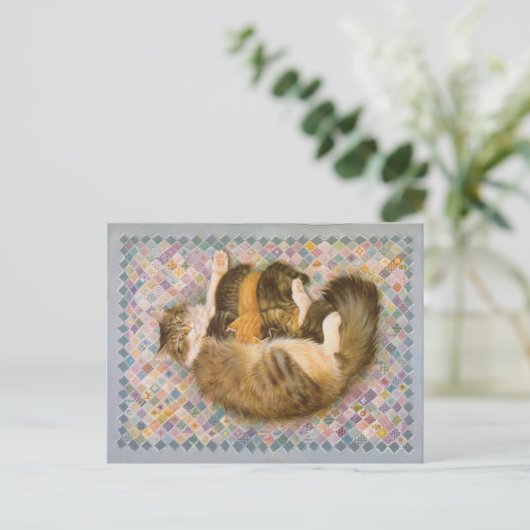 KAT-SCHIJNEN  BRIEFKAART (Staand voorkant)