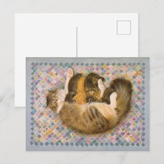 KAT-SCHIJNEN  BRIEFKAART (Voorkant / Achterkant)