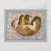 KAT-SCHIJNEN  BRIEFKAART (Voorkant)