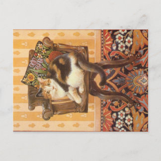 KAT-SCHIJNEN  BRIEFKAART