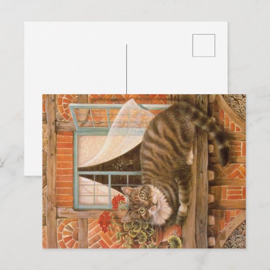 KAT-SCHIJNEN BRIEFKAART (Voorkant / Achterkant)