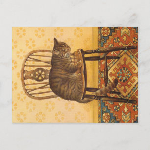 KAT-SCHIJNEN  BRIEFKAART