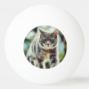 Kat schilderen pingpongbal