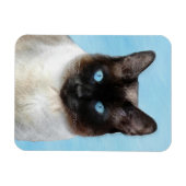 Kat schilderen van Siamese - Kute Original Cat Art Magneet (Horizontaal)
