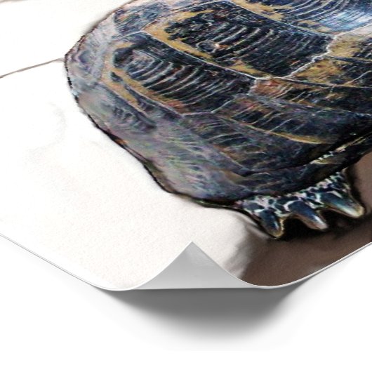 KAT, SCHILDPAD EN BASKETBAL POSTER (Hoek)